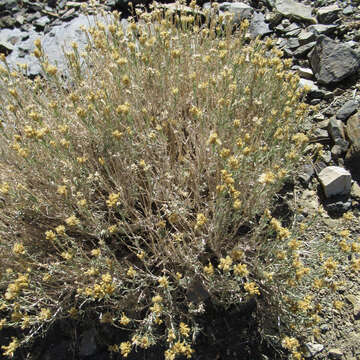 Image de Chrysothamnus viscidiflorus subsp. puberulus (D. C. Eat.) H. M. Hall & Clem.