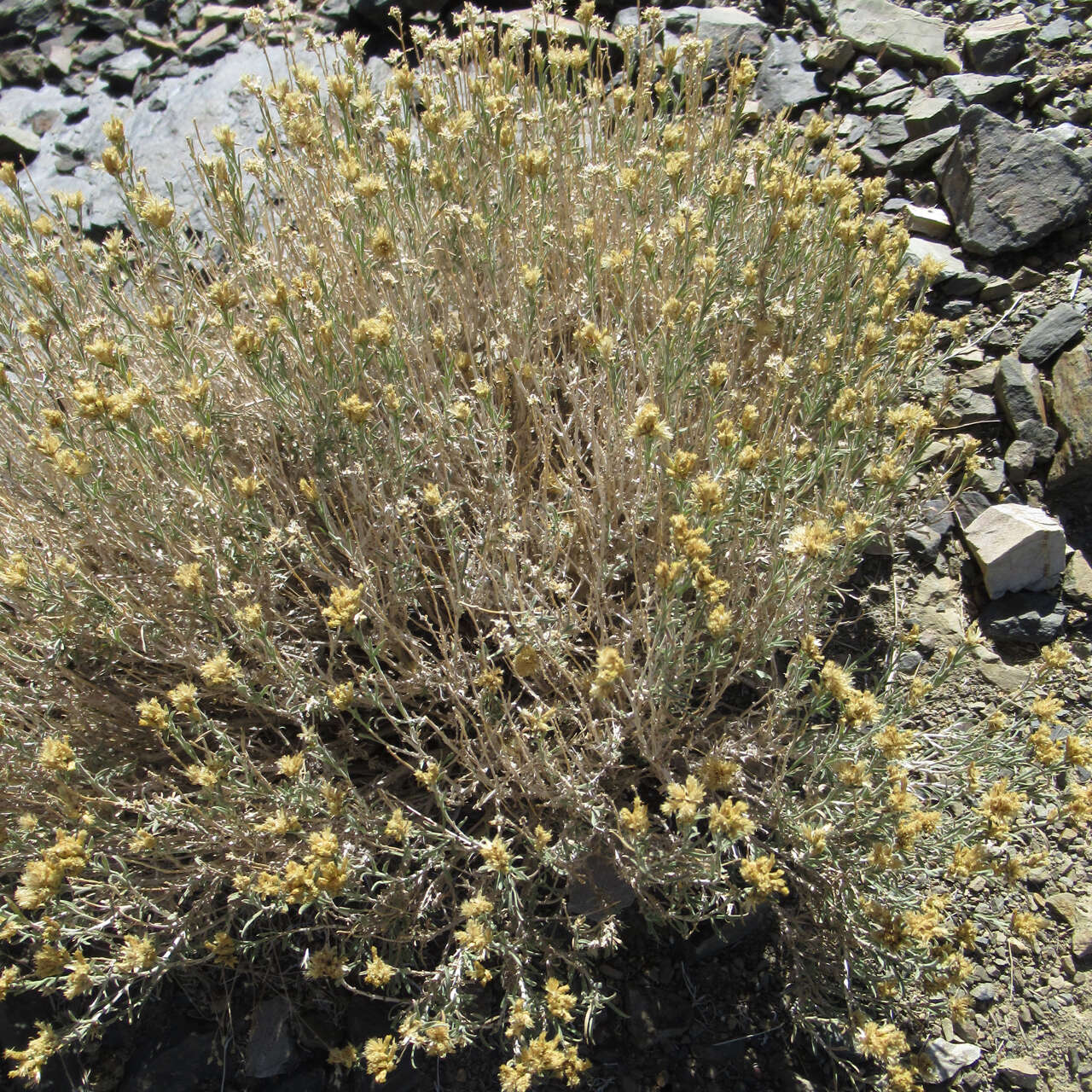 Image of yellow rabbitbrush