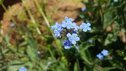 Image of Brunnera orientalis (Schenk) I. M. Johnst.