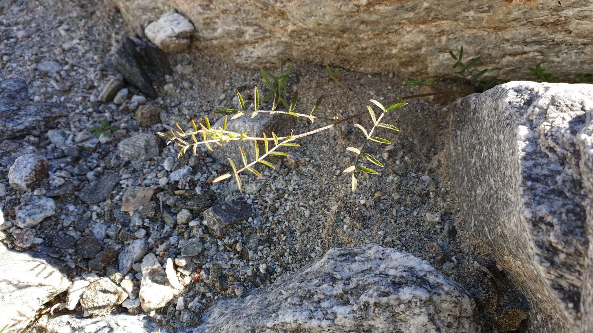 Sivun Astragalus nuttallianus var. imperfectus (Rydb.) Barneby kuva