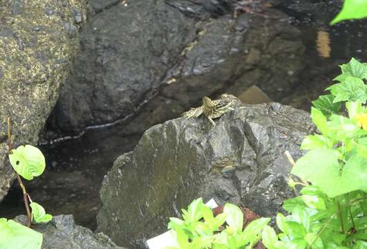 Image of Crested Lizard