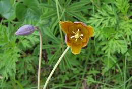 Calochortus purpureus (Kunth) Baker resmi