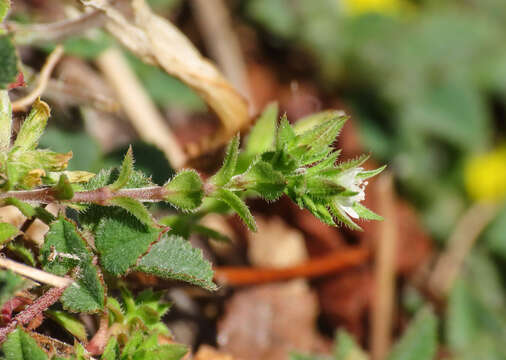 Image of thyme-leaved sandwort