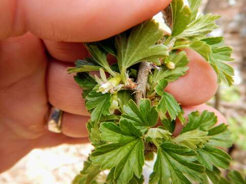 Image of eastern prickly gooseberry