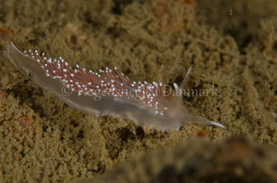 Coryphella verrucosa (M. Sars 1829) resmi