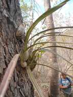 Слика од Encyclia rodolfoi Archila, Chiron & Véliz