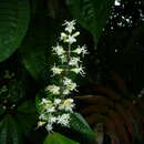 Imagem de Miconia gracilis Triana