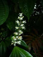 Слика од Miconia gracilis Triana