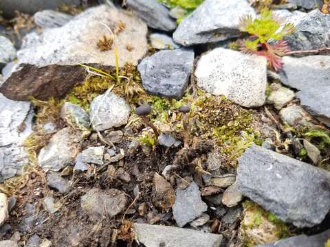 Sivun Sarcoleotia globosa (Sommerf.) Korf 1971 kuva