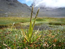 Image of Calamagrostis rigescens (J. Presl) Scribn.