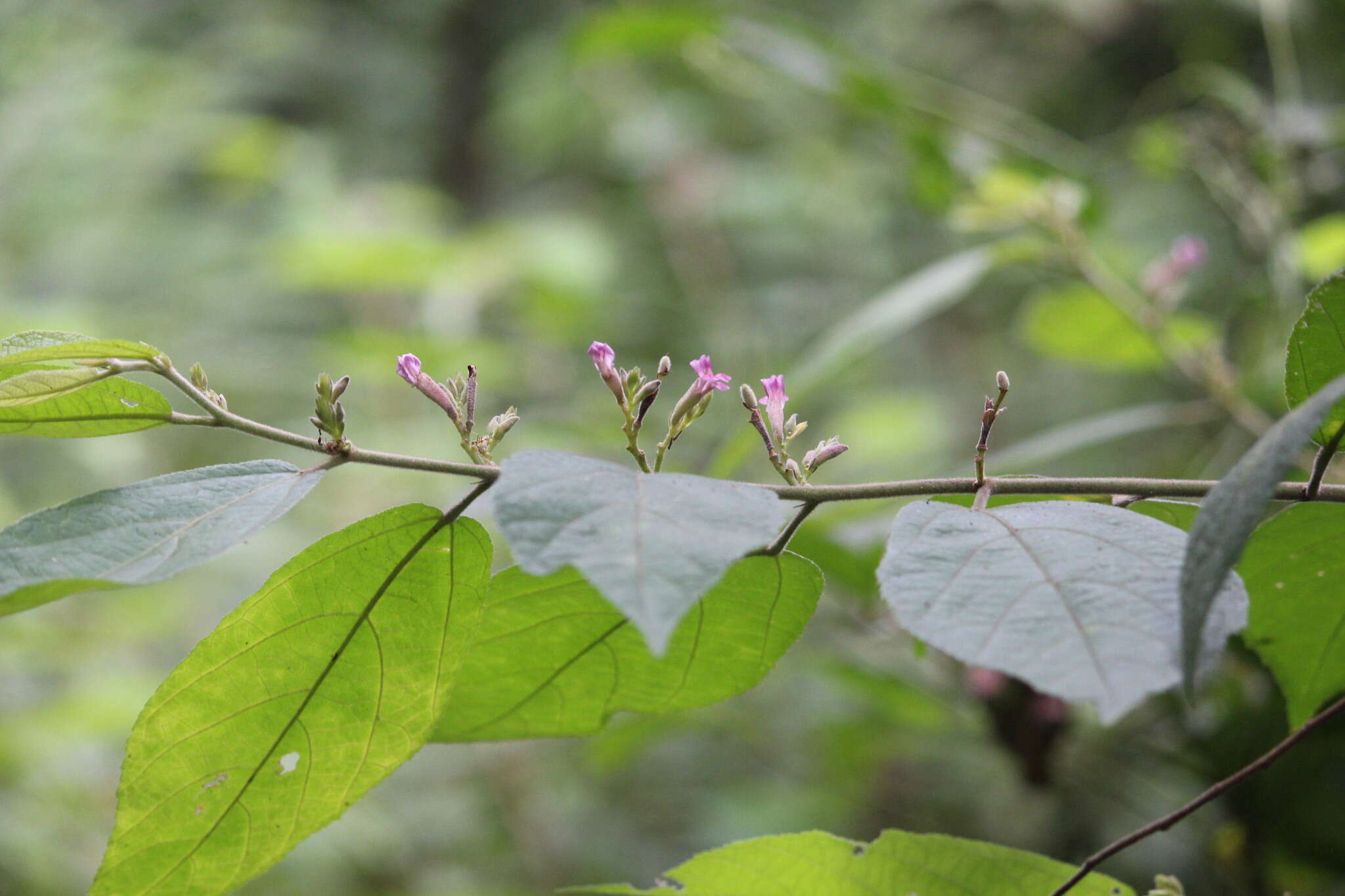 Image of Helicteres hirsuta Lour.