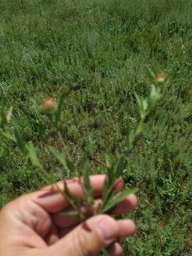 Image of feather-head knapweed