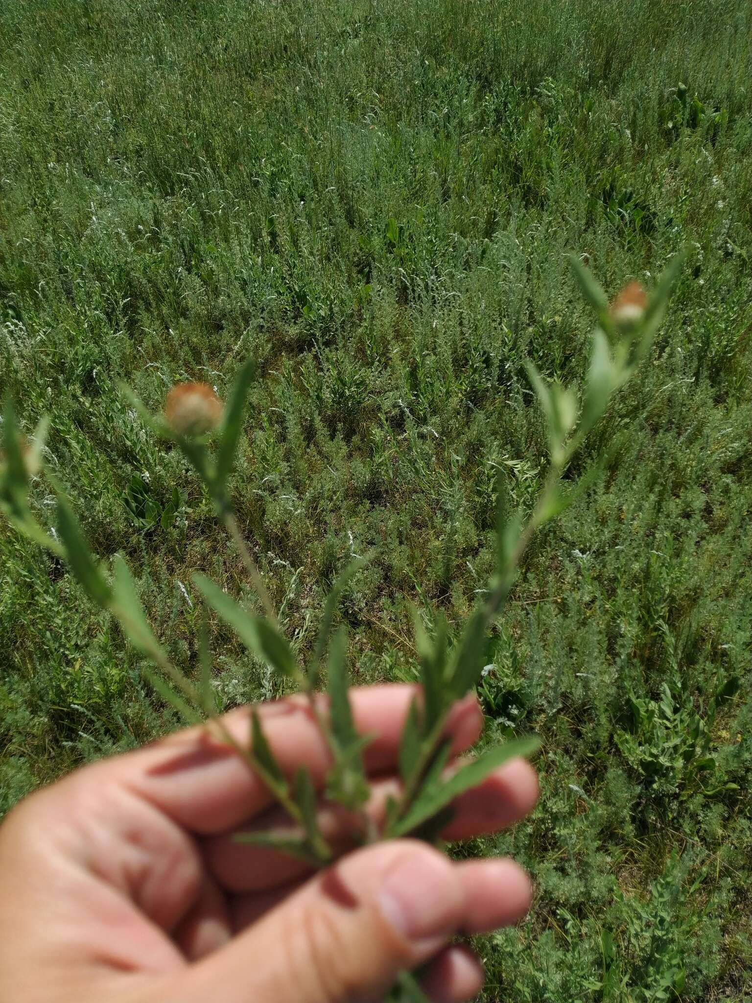 Слика од Centaurea trichocephala Bieb. ex Willd.