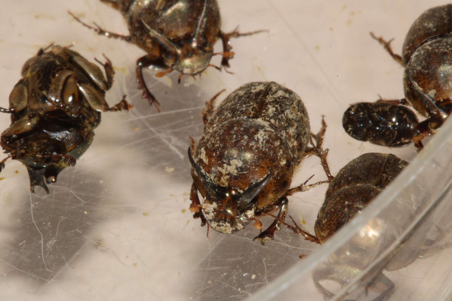 Image of Onthophagus (Serrophorus) rectecornutus Lansberge 1883