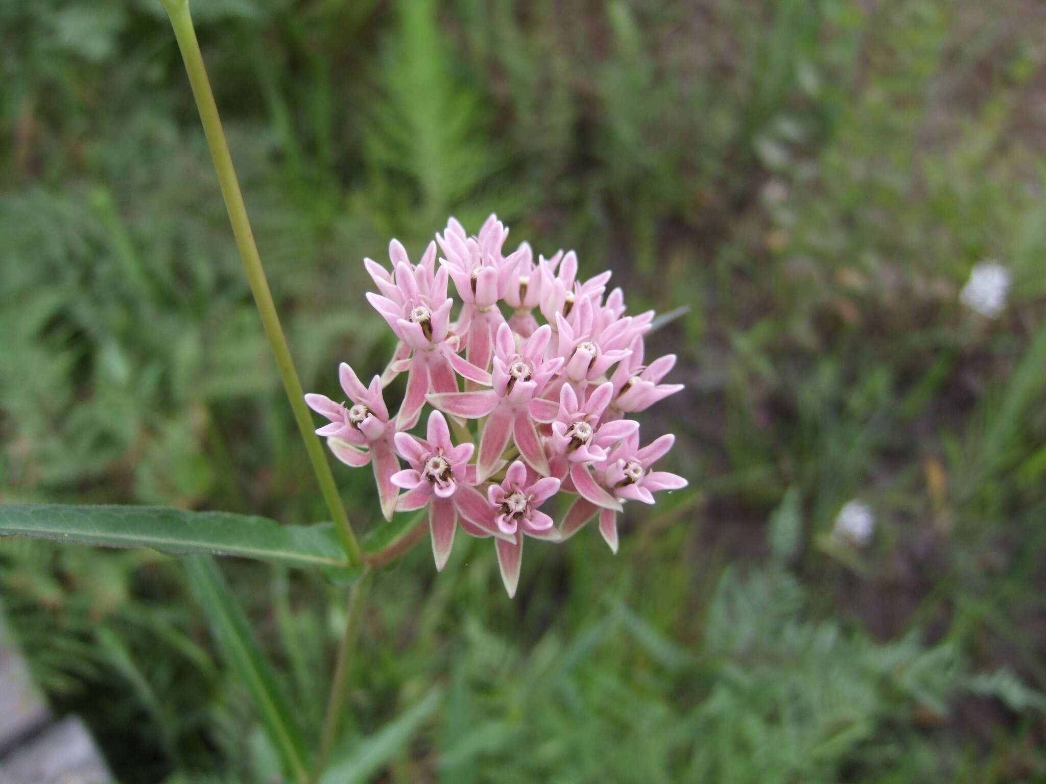 Слика од Asclepias rubra L.