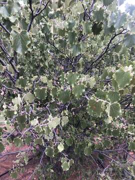 Image of Mexican redbud