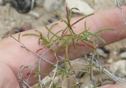 Imagem de <i>Oenothera gayleana</i>