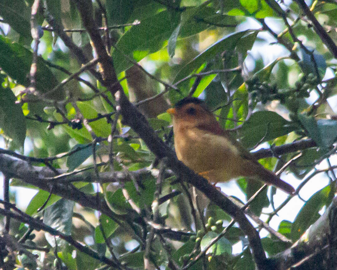 Image of Black-capped Piprites