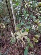 Sivun Clerodendrum bosseri Capuron kuva