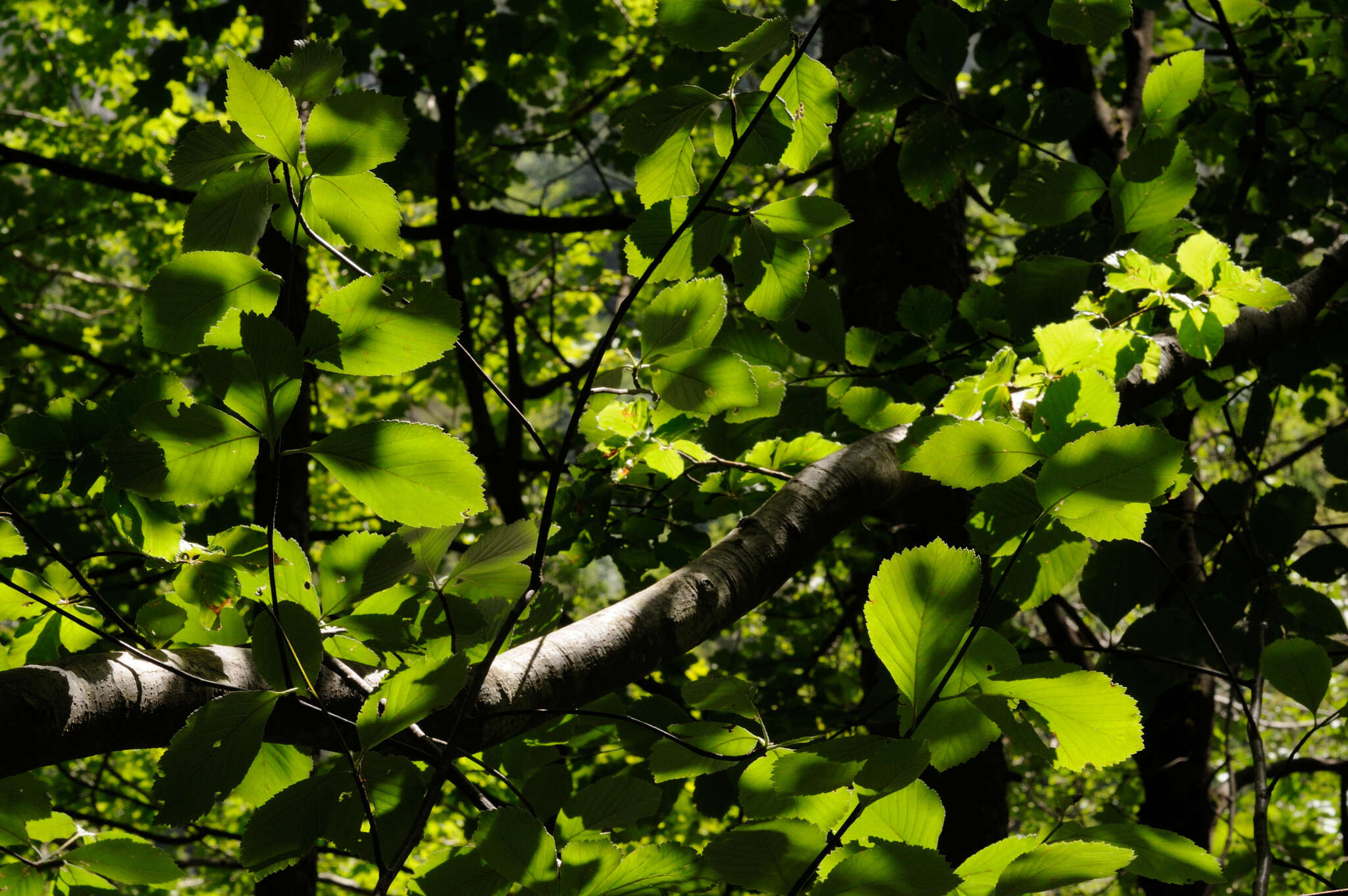 Image of Common Whitebeam