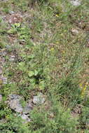 صورة Artemisia chamaemelifolia Vill.