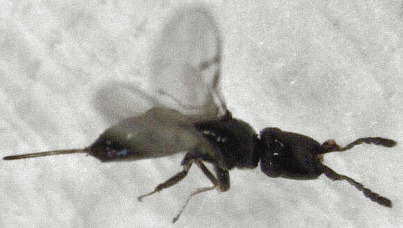 Image of Fig wasp