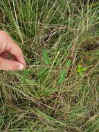 Image of Climbing-Dogbane