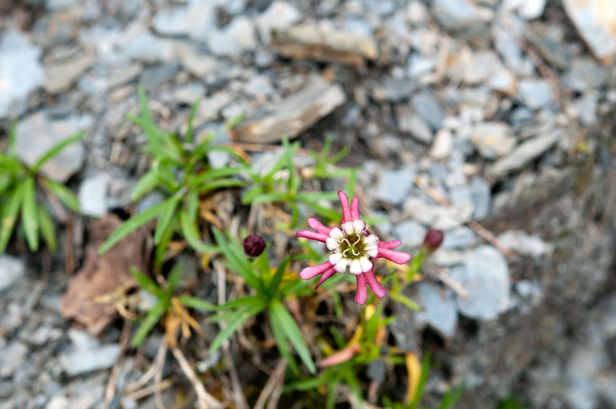 Image of Silene morrisonmontana (Hayata) Ohwi & H. Ohashi