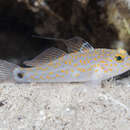 Image of Orange-spotted goby