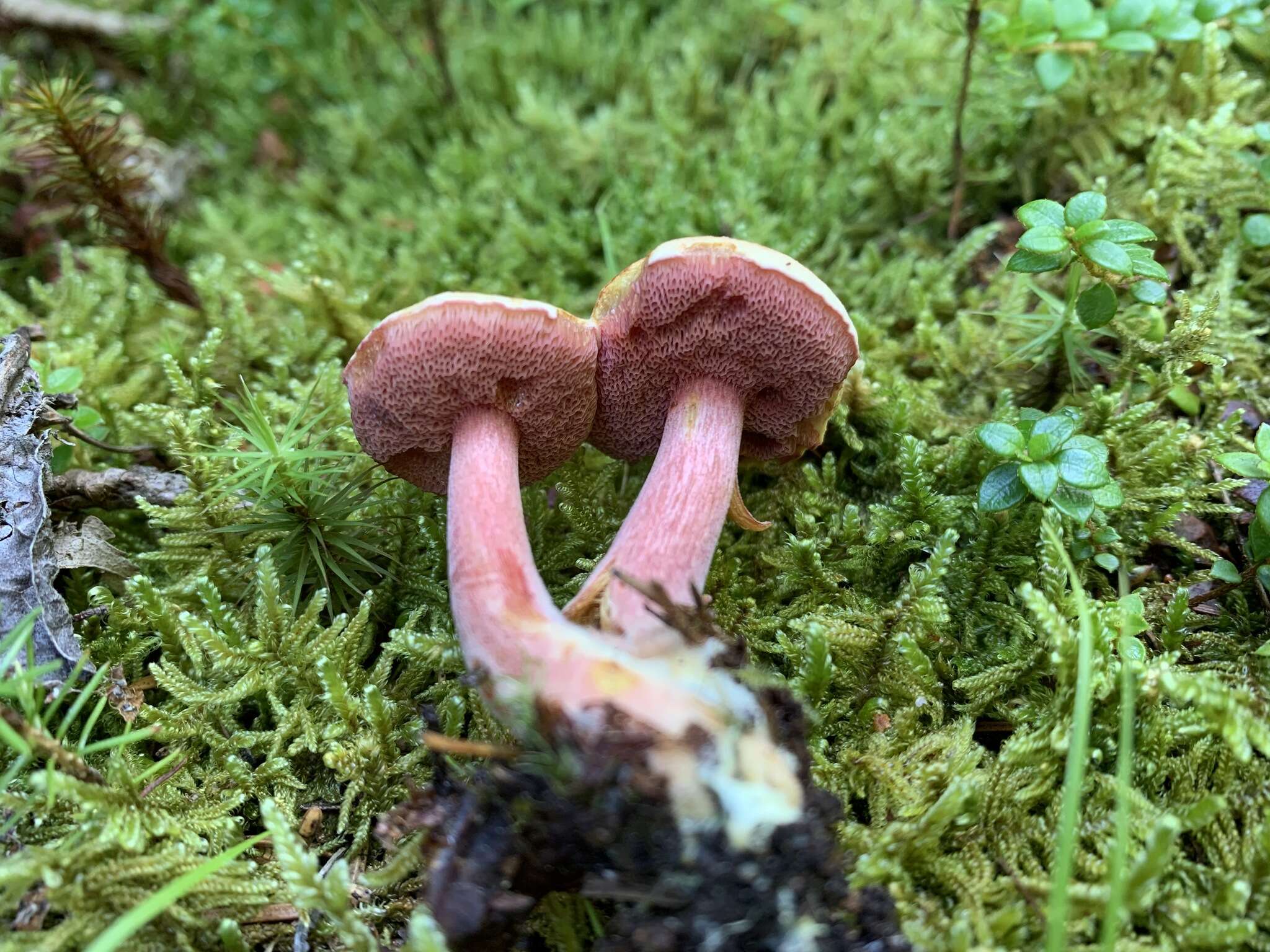 Image of Chalciporus rubinellus (Peck) Singer 1973