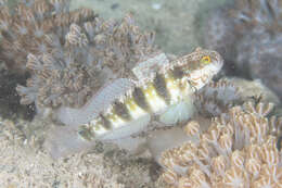 صورة Amblygobius sphynx (Valenciennes 1837)