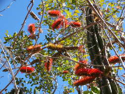 Combretum fruticosum (Loefl.) Stuntz resmi