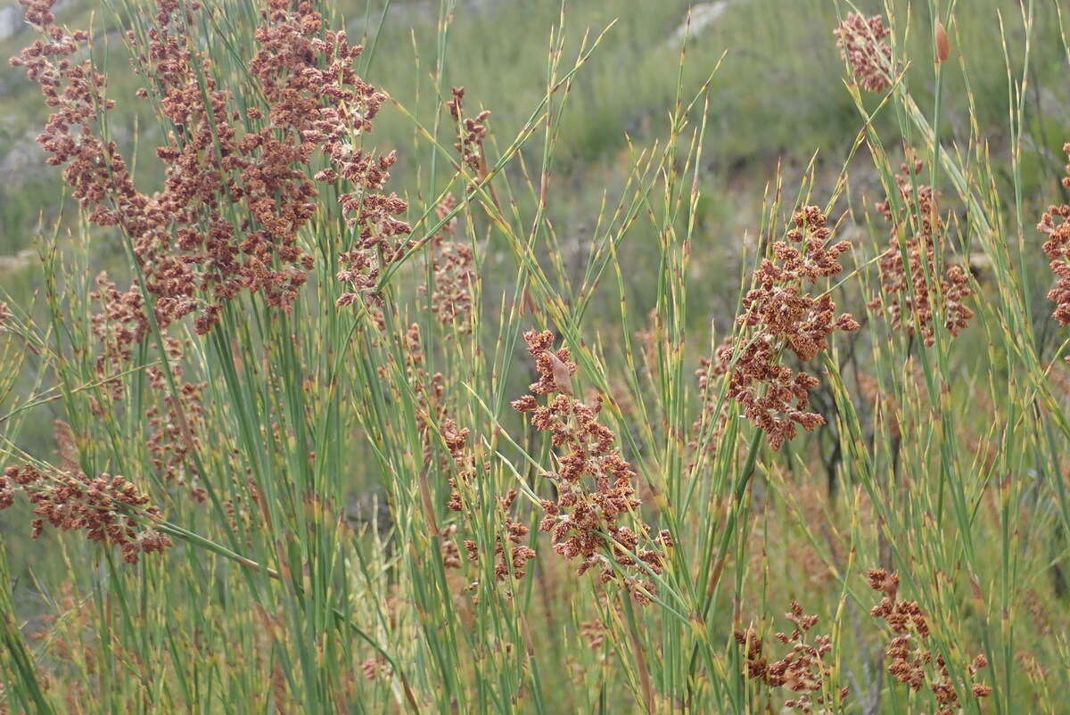 Image of Cannomois virgata (Rottb.) Steud.