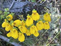 Image of Calceolaria crenatiflora Cav.