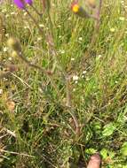 Image of Senecio arenarius Thunb.