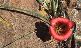 Image of Romulea monadelpha (Sweet ex Steud.) Baker