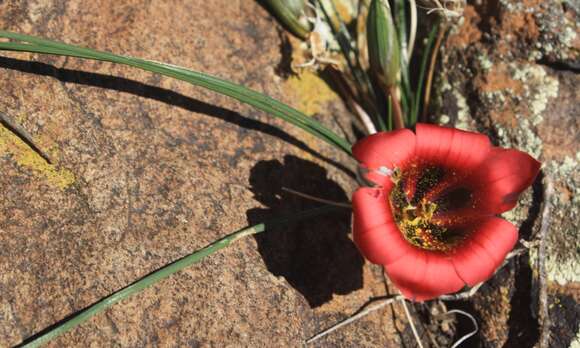 Image of Romulea monadelpha (Sweet ex Steud.) Baker