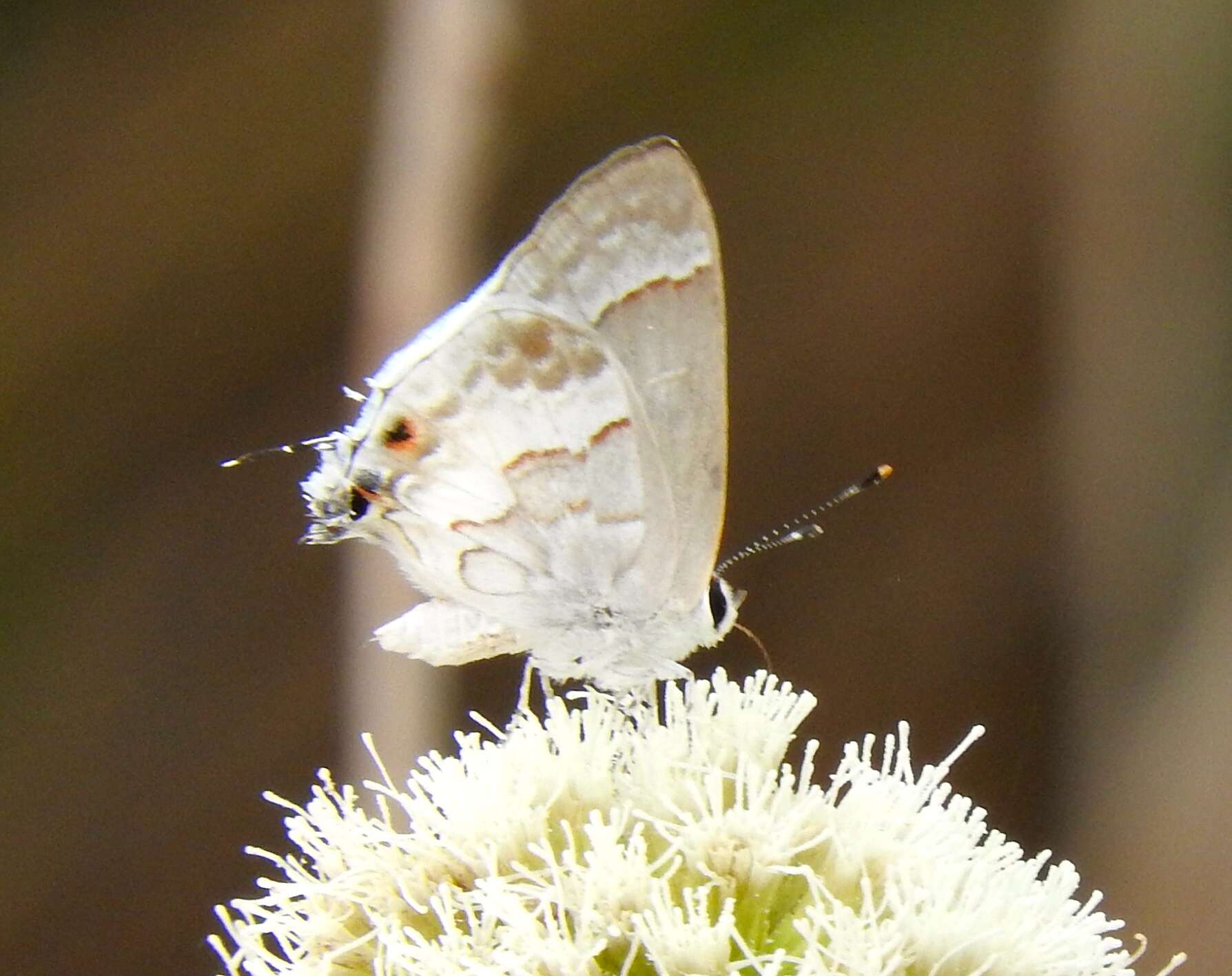 Image of White Scrub-Hairstreak