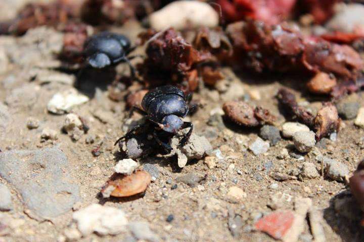 Image of Scarab beetle