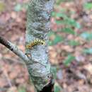 Image of Red-headed Pine Sawfly