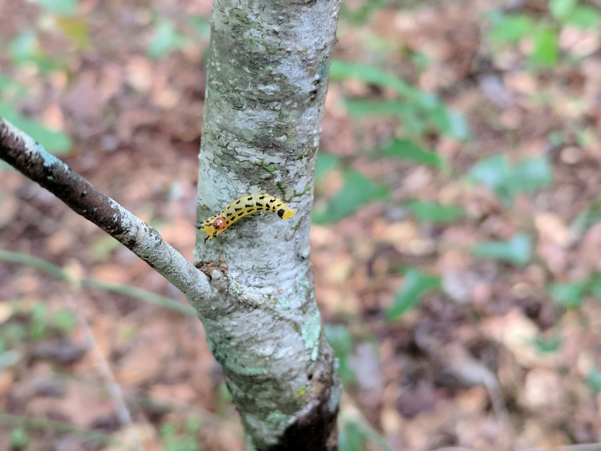 Image of Red-headed Pine Sawfly