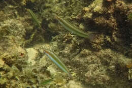 Image of Brownfield&#39;s wrasse