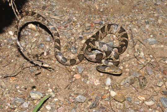 صورة Leptodeira rhombifera Günther 1872