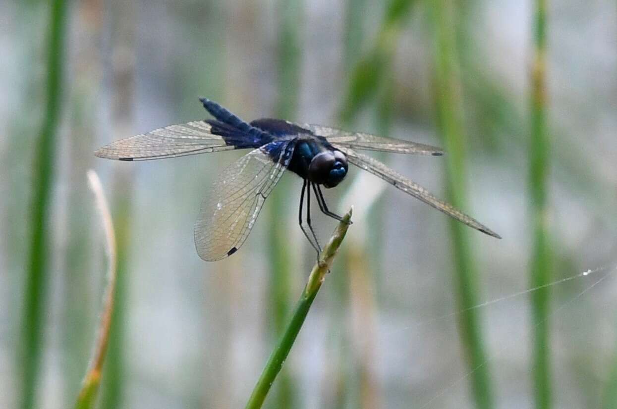 Image of Rhyothemis triangularis Kirby 1889