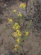 Image of dune ragwort