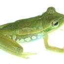 Image of Gladiator Frog