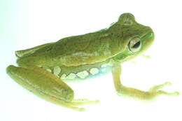 Image of Gladiator Frog