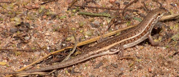 Image of Sharp-lipped Mabuya