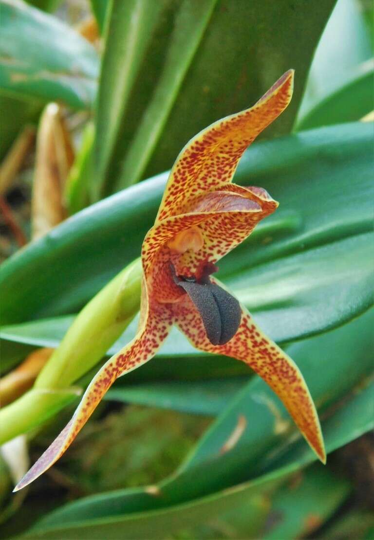 Image of Maxillaria cucullata Lindl.