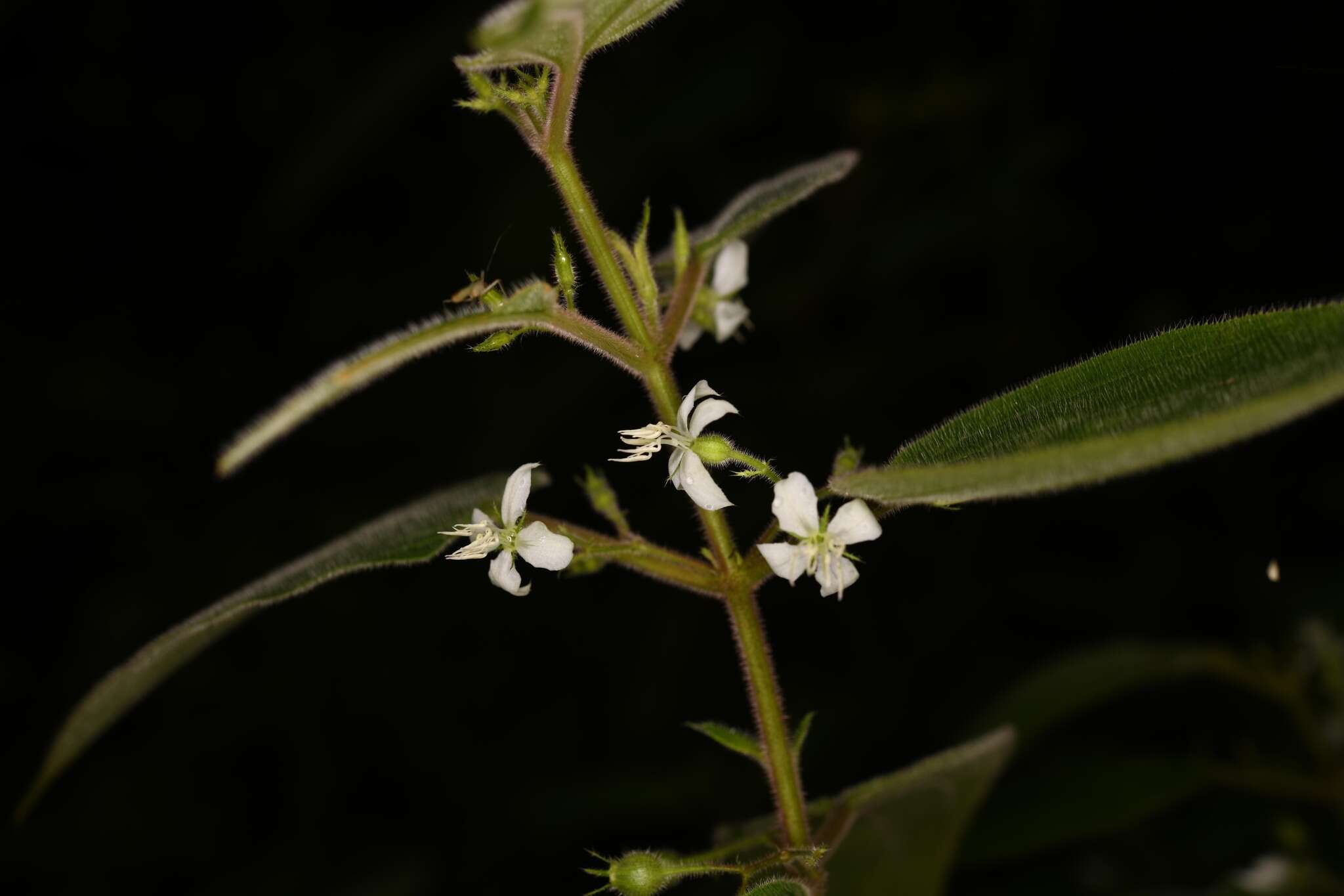 Image of Pseudoernestia glandulosa (Gleason) M. J. Rocha & P. J. F. Guim.